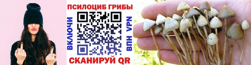 купить наркоту  Алдан  Псилоцибиновые грибы Magic Shrooms 